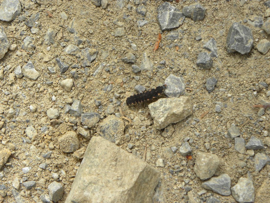 Larva di Lampyris raymondi